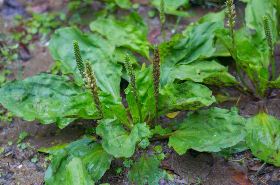 Plantain Herb_Benefits and Uses of Plantain Herb