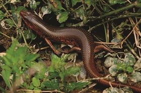 Skink: TCM Uses, Benefits, and Contraindications