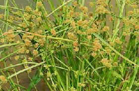 Cyperus difformis: Benefits, Uses, and Traditional Applications