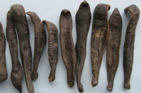 Leech (Shuizhi): Actions, Indications & Traditional Uses in TCM
