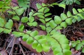 Guotanlong: Benefits and Traditional Uses