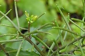 Rorippa Indica: Efficacy and Actions