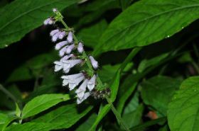 Long-Leaf Salvia: Benefits & Uses for Menstrual Health & Joint Pain