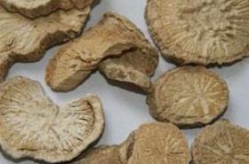 Hanzhong Fangji: Benefits, Uses, and Potential Side Effects
