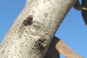 Chinese Redbud Bark: Benefits, Uses, and TCM Applications