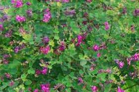 Bush Clover_Bush Clover's Efficacy and Role