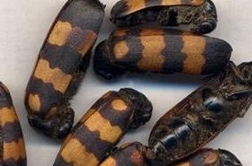 Cantharides_Uses, Benefits, and Safety Warnings in TCM