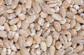 Barley - Benefits and Uses in Traditional Chinese Medicine