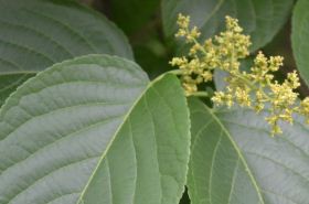 Diao Gan Ma: Benefits, Uses, and Safety in Traditional Chinese Medicine