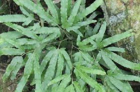 Niu Chao Teng: Benefits and Uses in Traditional Chinese Medicine