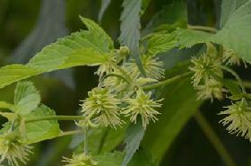 Hops: Efficacy and Traditional Chinese Medicine Uses