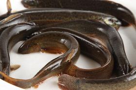 Mud Loach: Benefits and Uses in Traditional Chinese Medicine