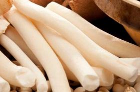 Tetrapanax Pith: Benefits, Uses, and Traditional Applications