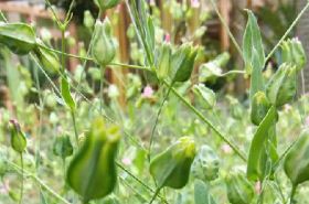 Silene Conoidea: Uses, Benefits, and Traditional Chinese Medicine Applications