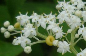 Small Bone-Mending Herb_Uses and Benefits of Small Bone-Mending Herb