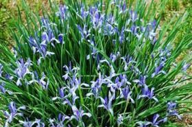 Hundred-Pace Revival Elixir: Benefits and Uses