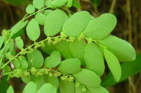 Phyllanthus Urinaria: Benefits, Uses, and Traditional Chinese Medicine Insights