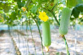 Luffa Vine | Benefits, Uses, and Dosage in TCM