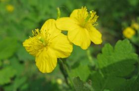 Celandine: Benefits, Uses & Dosage in Traditional Chinese Medicine