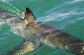 Shark Meat: Benefits and Uses in Traditional Chinese Medicine