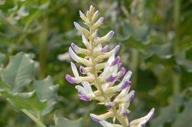 Glycyrrhiza Root Tip_Benefits and Uses of Glycyrrhiza Root Tip