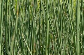 Water Rush (Shuicong)_Benefits and Uses