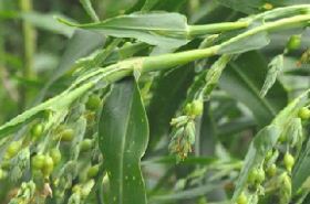 Coix Root: Benefits, Uses, and Traditional Chinese Medicine Perspectives