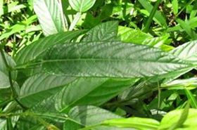 Hulu Cha Benefits & Uses: Traditional Chinese Medicine