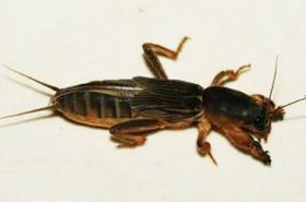 Mole Cricket (Lou Gu): Efficacy & Uses in Traditional Chinese Medicine