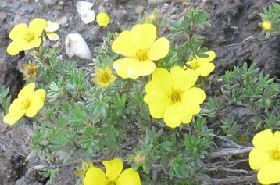 Shrubby Cinquefoil: Benefits, Uses, and Traditional Applications