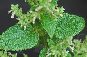 Blood-Stopping Herb: Uses, Benefits, and Traditional Applications