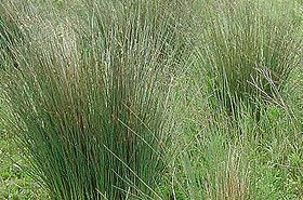 Dragon's Beard Grass: Efficacy, Uses, and TCM Insights