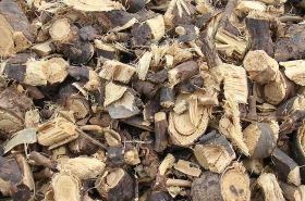 Golden Pea Root: Benefits, Uses, and Traditional Applications