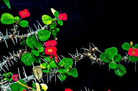 Tiger Thorn (Hu Ci): Traditional Uses & Health Benefits