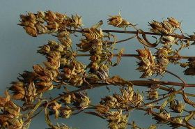 Qing Ye Dan_Qing Ye Dan Benefits and Uses