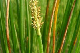 Tong Tian Cao: Benefits, Uses, and Traditional Applications