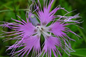 Dianthus Herb: Uses, Benefits, and Indications in TCM