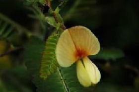 He Meng: Benefits and Uses in Traditional Chinese Medicine