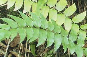 Jian Er Guanzhong: Traditional Uses and Health Benefits