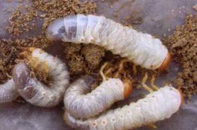 Grub (Qi Zao): Functions, Indications, and Uses in TCM