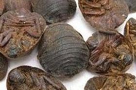 Ground Beetle (Eupolyphaga Sinensis): Uses, Benefits, & More in TCM