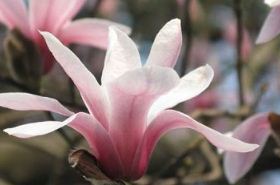 Tianmu Magnolia: Benefits, Uses, and Traditional Applications