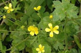 Ranunculus (M&aacute;og&egrave;n): TCM Applications & Benefits
