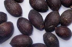 Abelmoschus Manihot Seed: Effects &amp; Uses in TCM