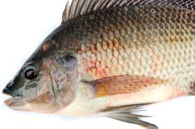 Crucian Carp: Traditional Chinese Medicine Benefits & Uses