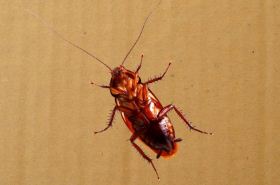 Cockroaches: Traditional Chinese Medicine Uses and Benefits