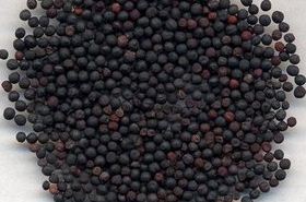 Wang Bu Liu Xing: Benefits, Uses, and Traditional Chinese Medicine Insights