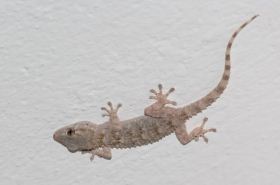 Gecko: Traditional Chinese Medicine Benefits & Uses