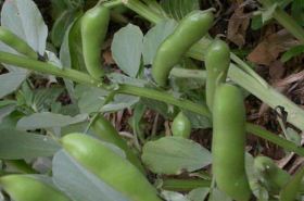 Fava Bean Hull: Uses, Benefits, and Traditional Chinese Medicine (TCM) Applications