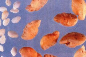 Fish Otoliths_Benefits and Uses in Traditional Chinese Medicine